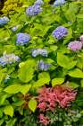USA, Washington State, Sammamish. Garden with blue hydrangea and pink astilbe Art Print